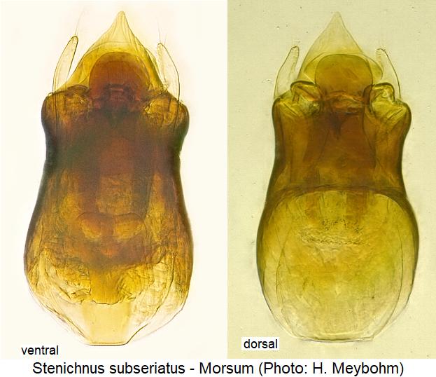 stenichnus_subseriatus.jpg