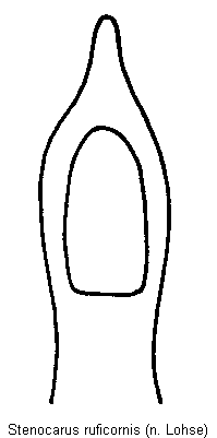 stenocarus_ruficornis.gif