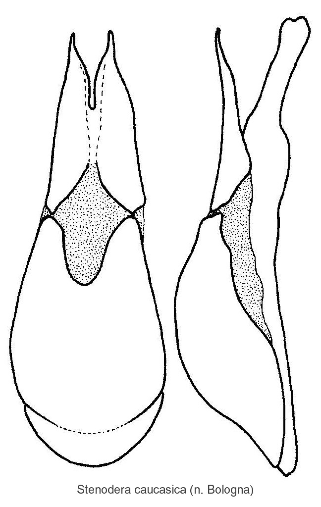 stenodera_caucasica_aed.jpg