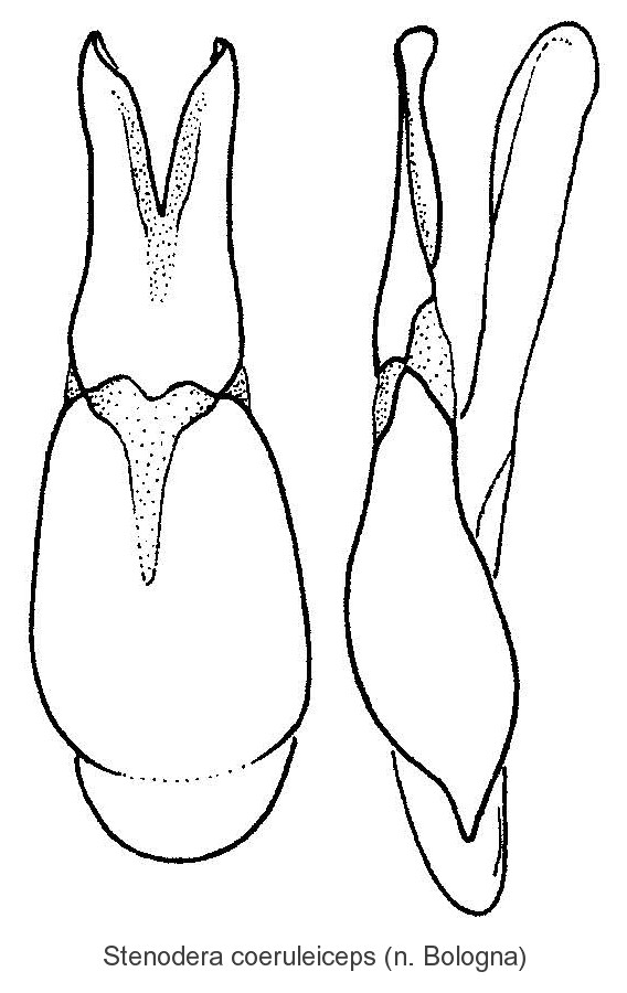 stenodera_coeruleiceps_aed.jpg