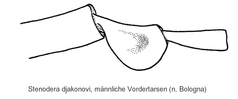 stenodera_djakonovi_mvt.jpg