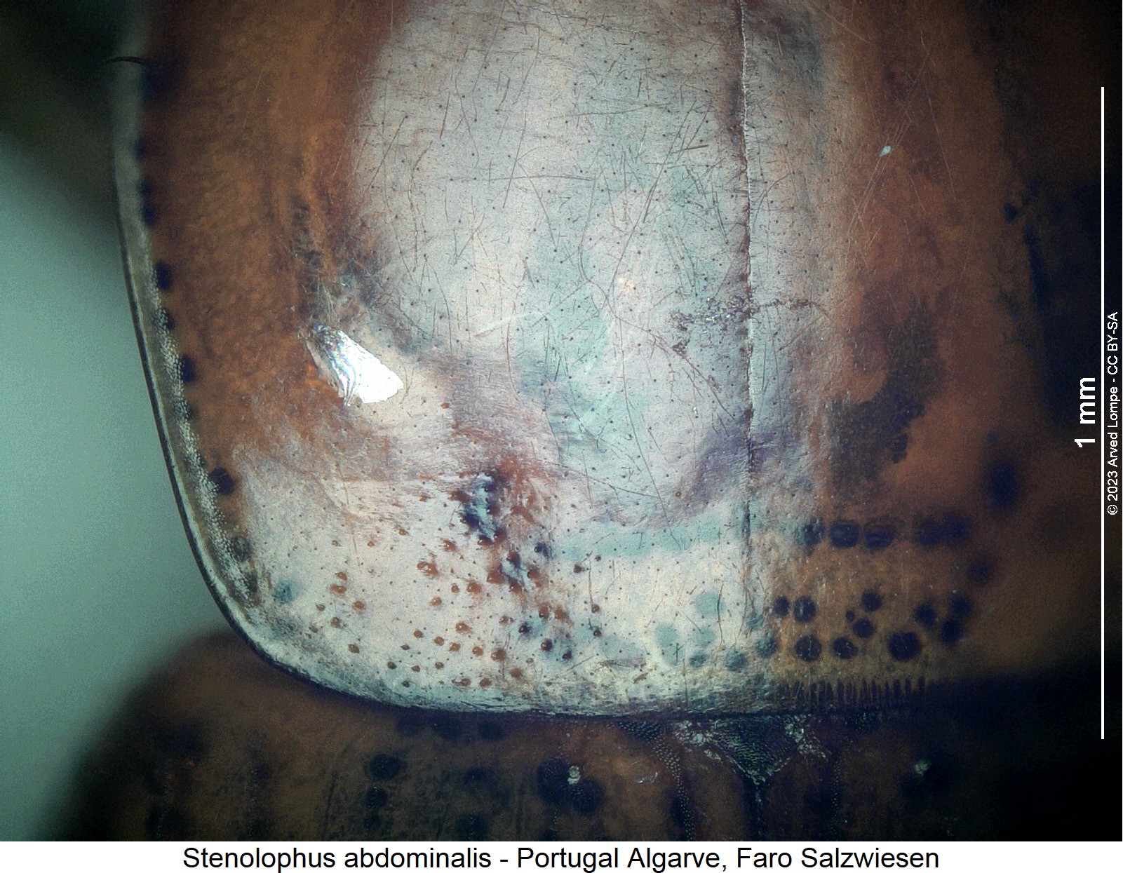 stenolophus_abdominalis_hsch.jpg