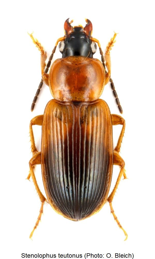 stenolophus_teutonus_hab.jpg