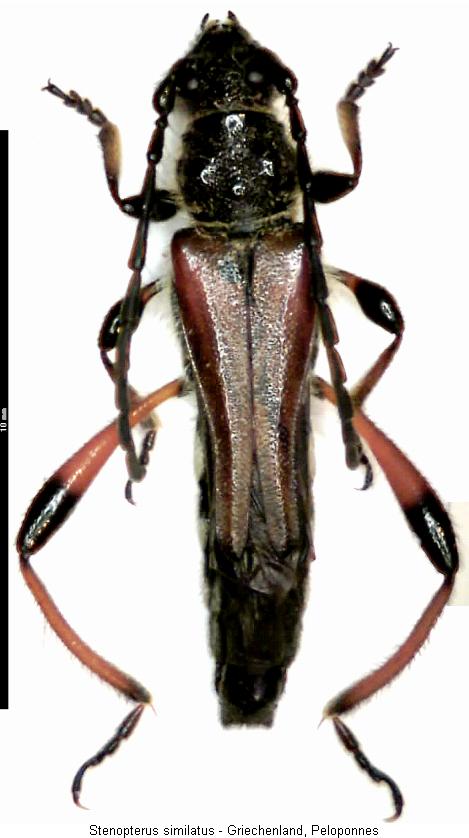 stenopterus_similatus_hab.jpg