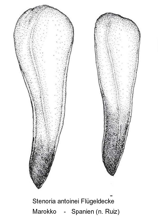 stenoria_antoinei_fld.jpg
