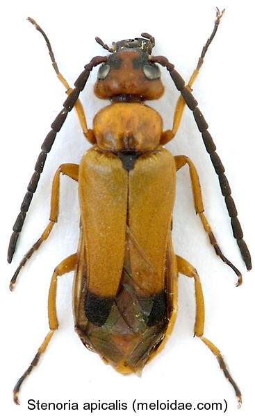 stenoria_apicalis.jpg