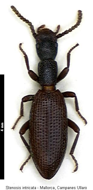 stenosis_intricata_hab.jpg