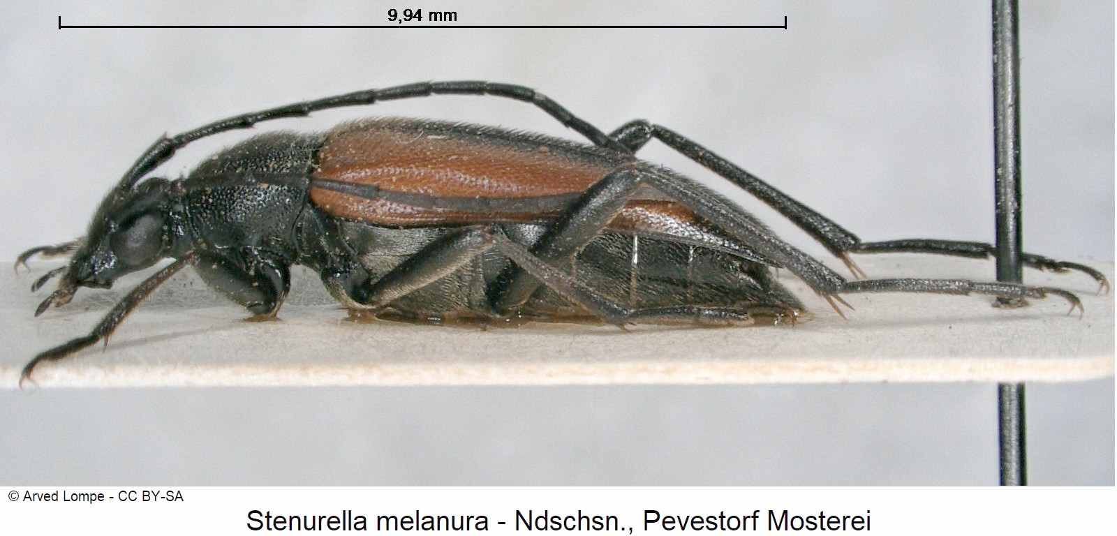 stenurella_melanura_ck11015_hab-1.jpg