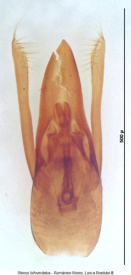 stenus_bifoveolatus.jpg
