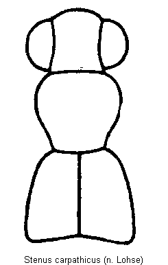 stenus_carpathicus_vk.gif