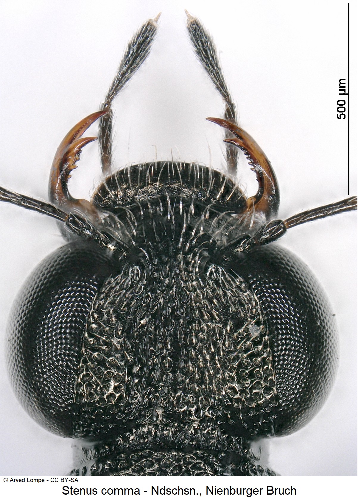 stenus_comma_ck35551283_k.jpg