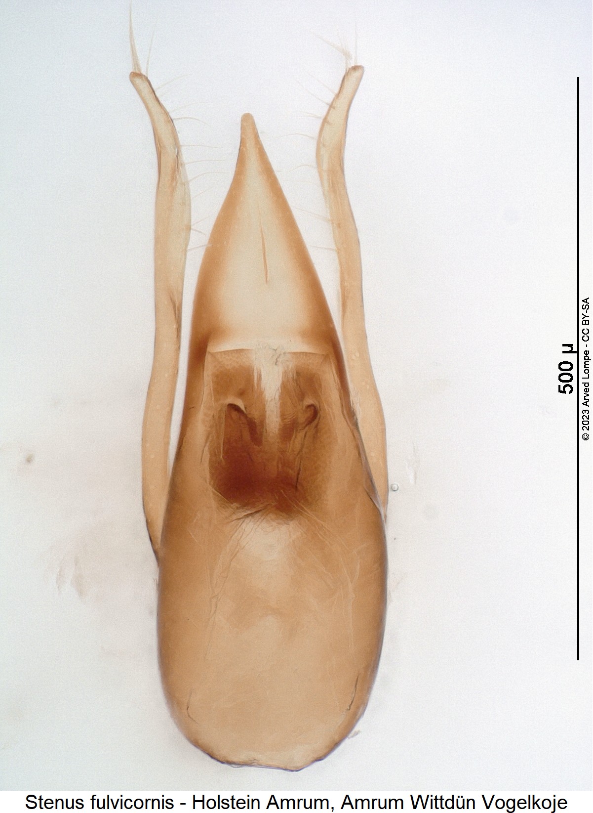 stenus_fulvicornis1.jpg