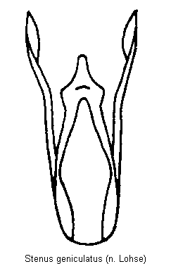stenus_geniculatus.gif