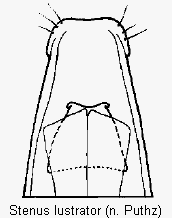 stenus_lustrator.gif