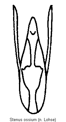 stenus_ossium.gif