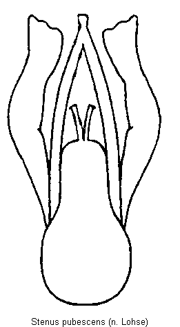 stenus_pubescens.gif