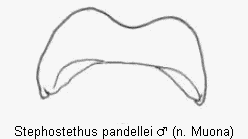 stephostethus_pandellei_ter.gif