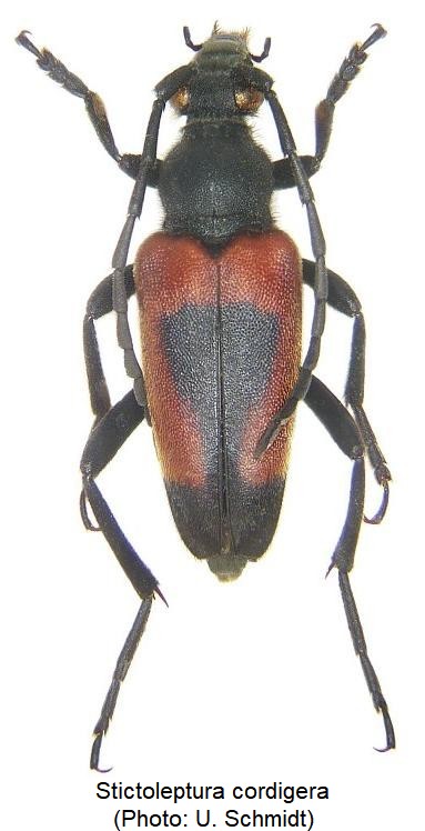 stictoleptura_cordigera_hab.jpg