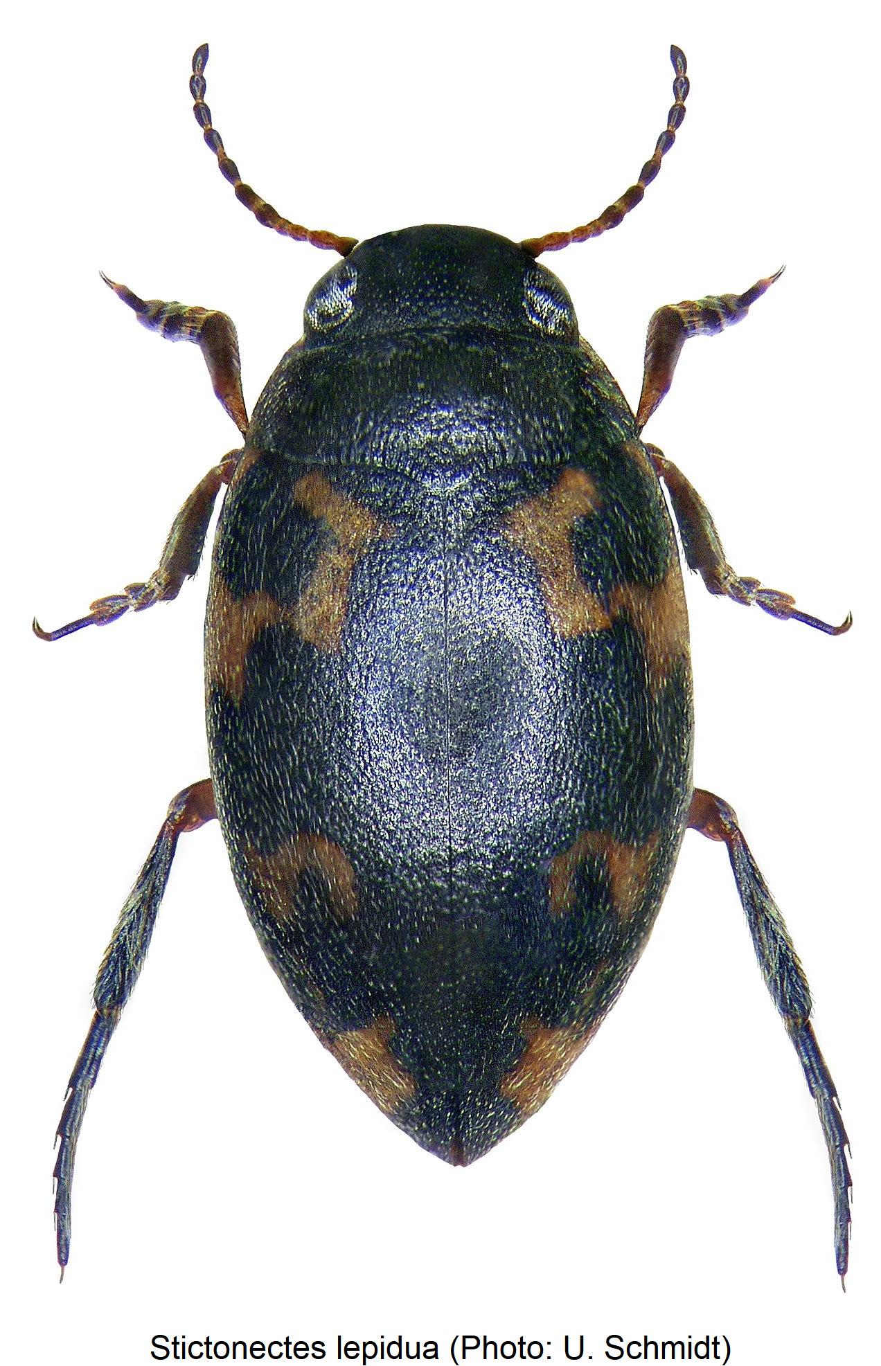 stictonectes_lepidua_hab.jpg