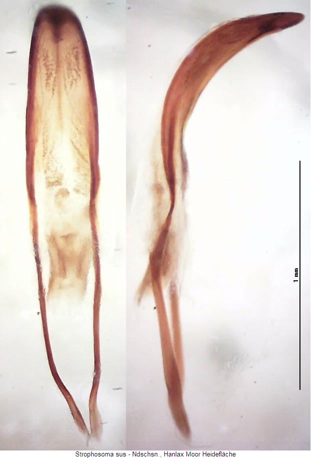 strophosoma_sus.jpg