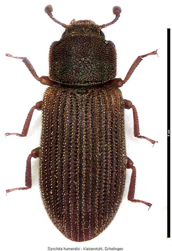 synchita_humeralis_hab.jpg