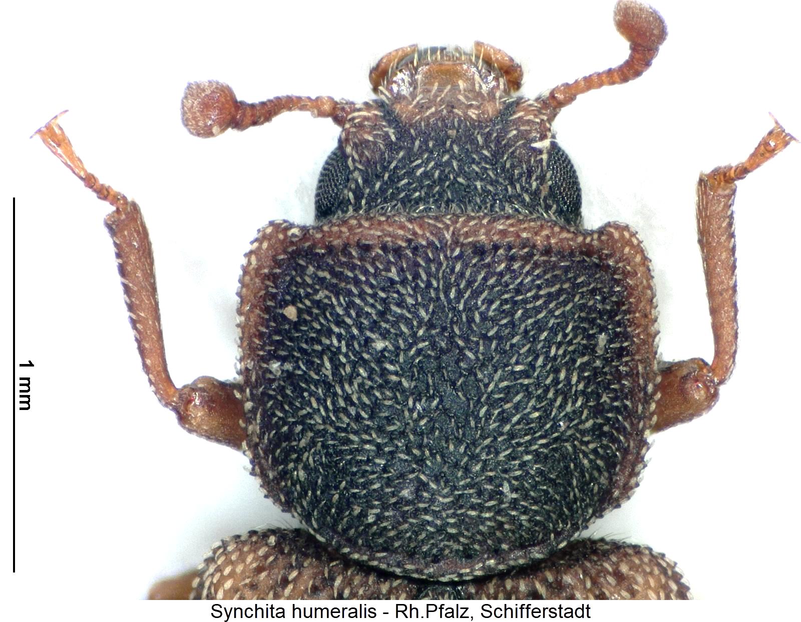 synchita_humeralis_vk.jpg
