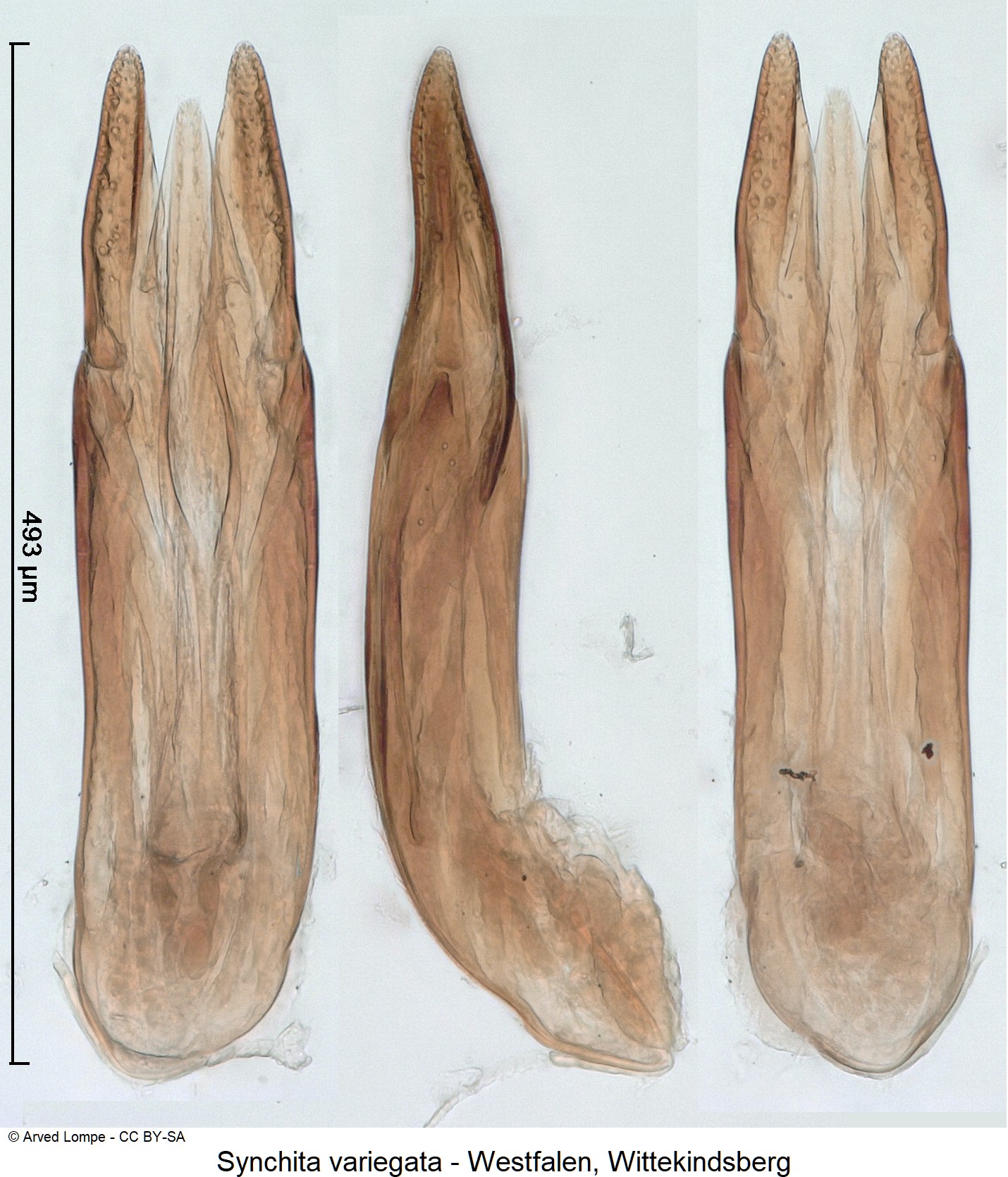 synchita_variegata_ck8844.jpg