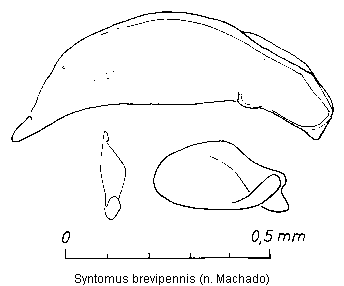syntomus_brevipennis.gif