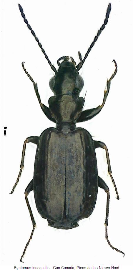 syntomus_inaequalis_hab.jpg