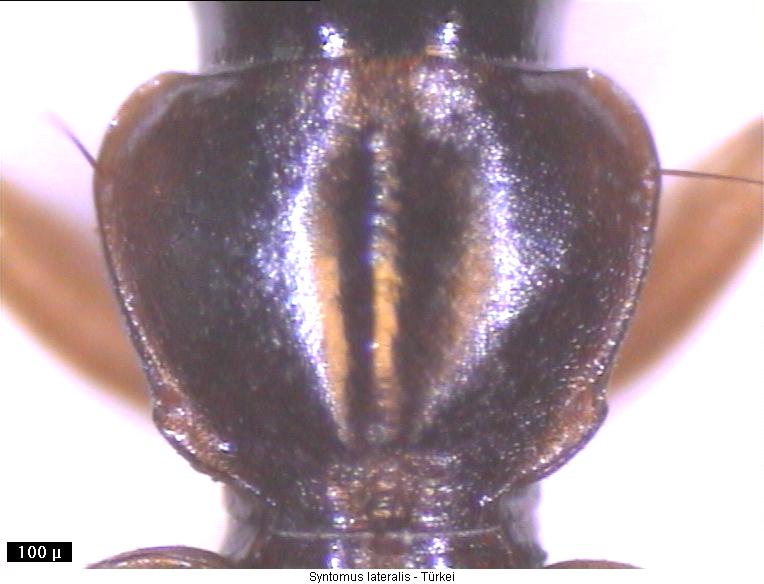 syntomus_lateralis_hsch.jpg