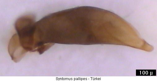 syntomus_pallipes.jpg