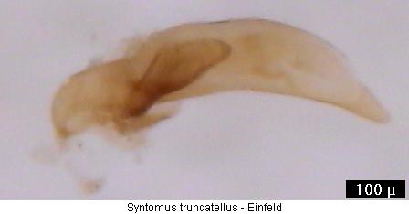syntomus_truncatellus.jpg