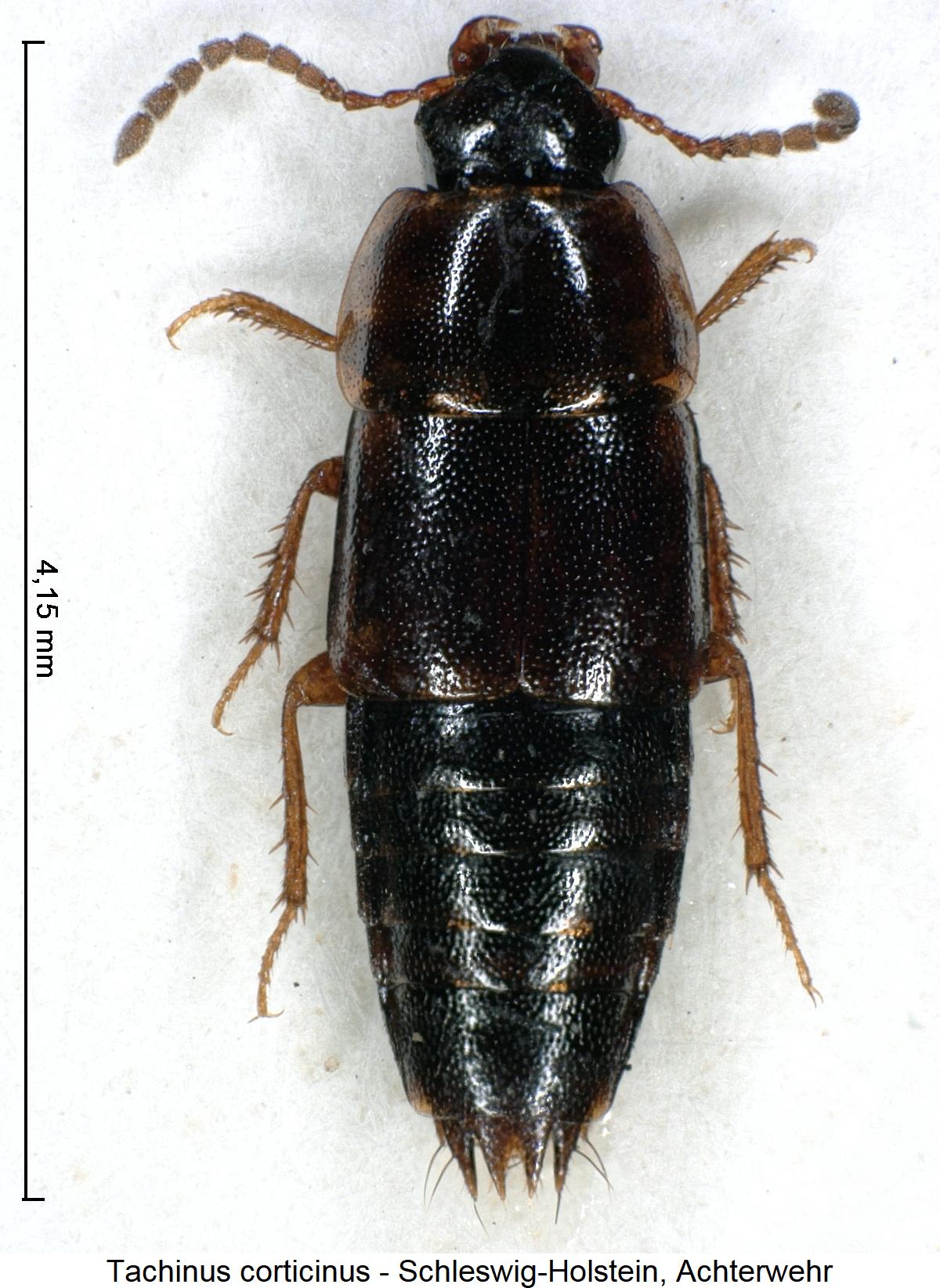 tachinus_corticinus_hab.jpg