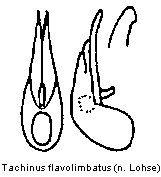 tachinus_flavolimbatus.gif