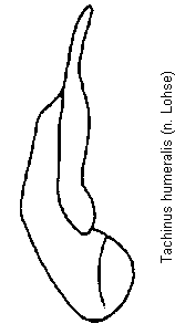 tachinus_humeralis.gif