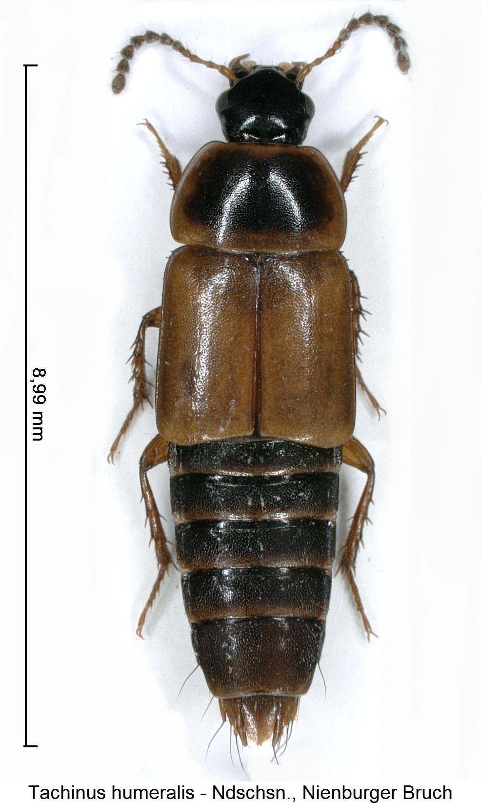 tachinus_humeralis_hab1.jpg