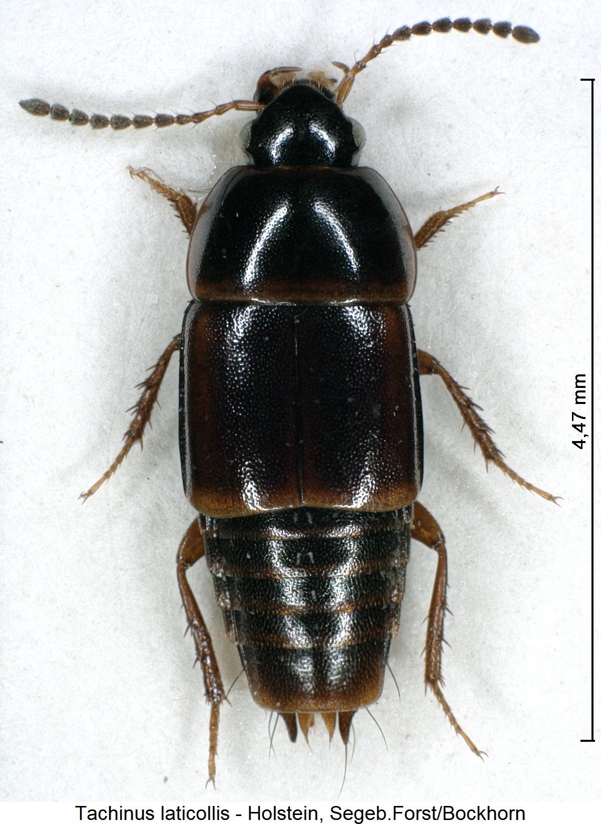 tachinus_laticollis_hab.jpg