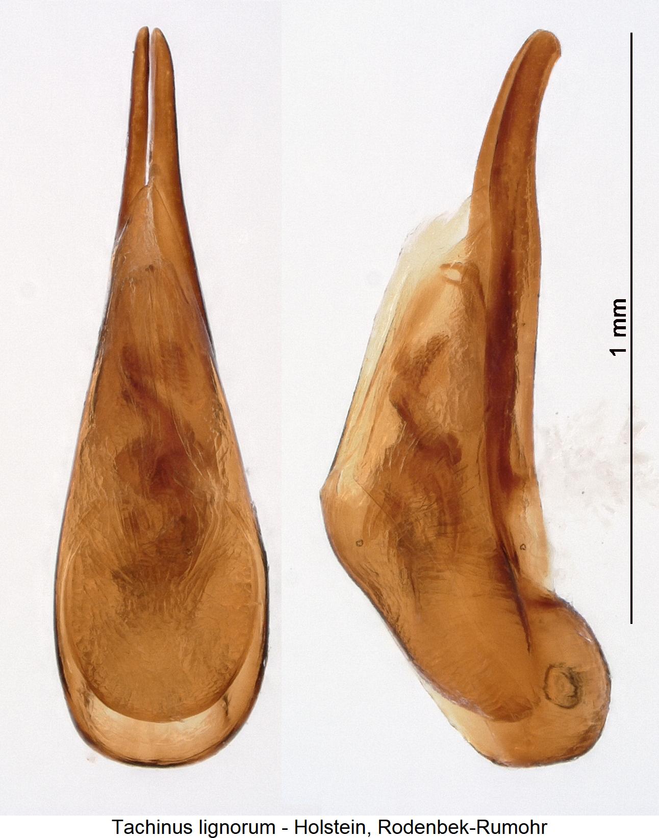 tachinus_lignorum.jpg