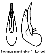 tachinus_marginellus.gif