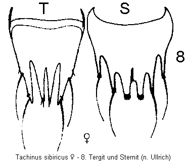 tachinus_sibiricus_w_abdomen.gif