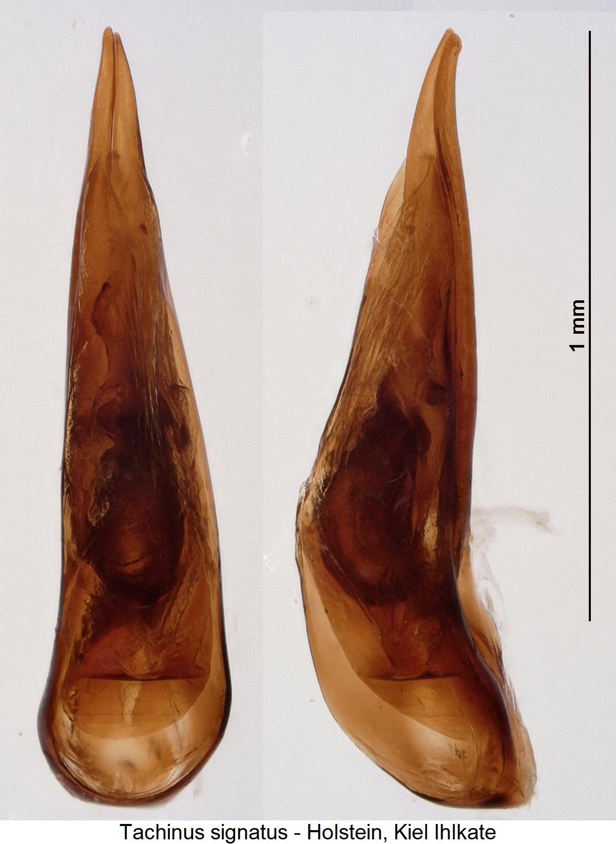 tachinus_signatus.jpg
