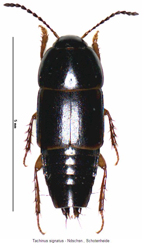 tachinus_signatus_hab.jpg