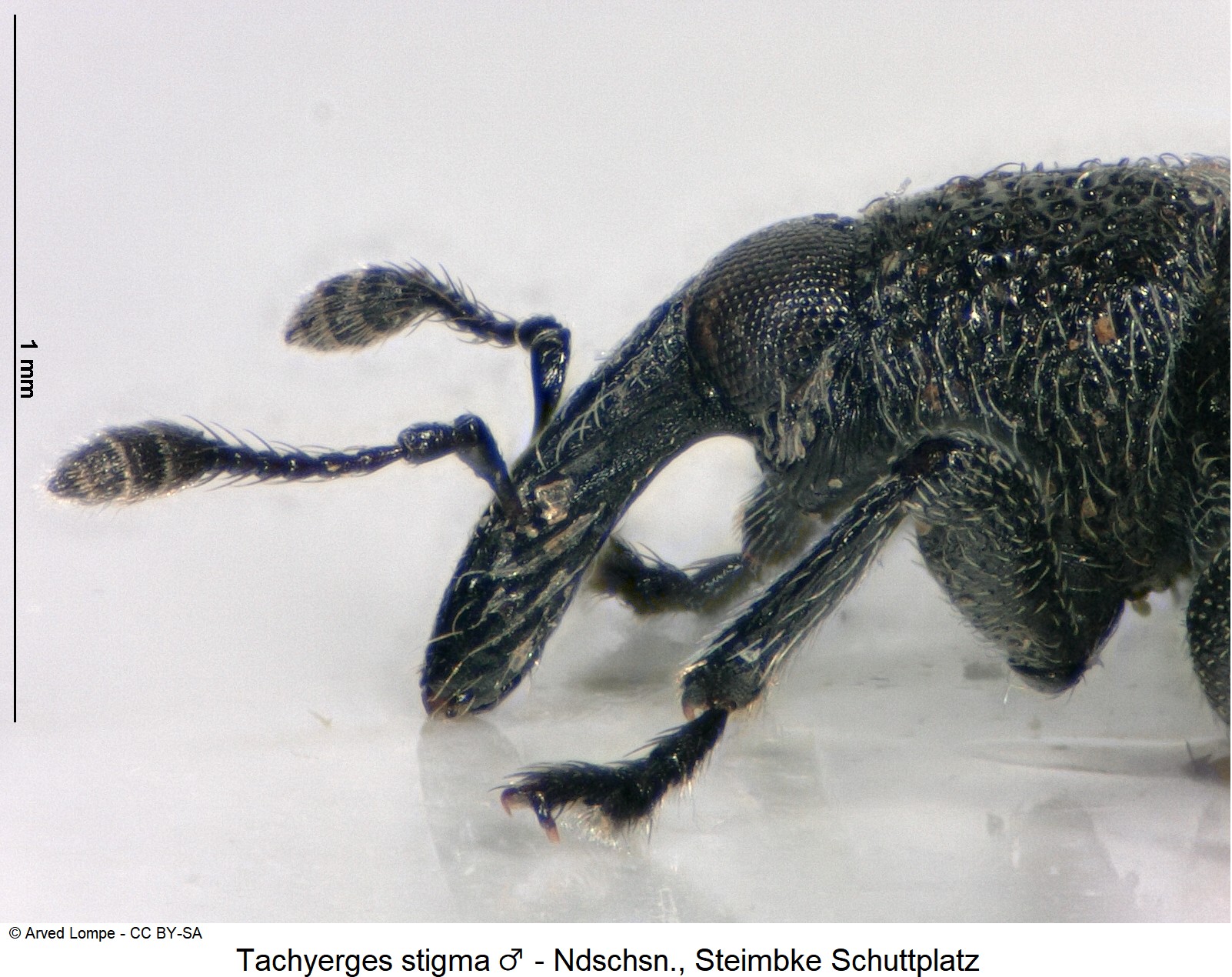 tachyerges_stigma_m_ck33142729_sa_k.jpg