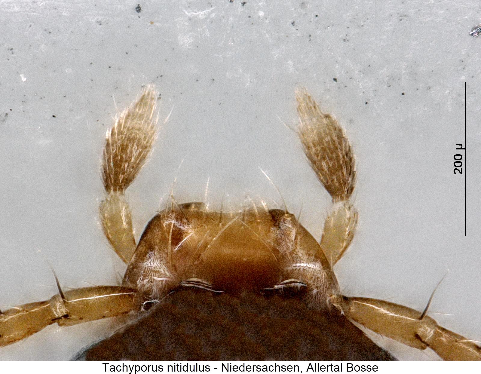 tachyporus_nitidulus_ts.jpg
