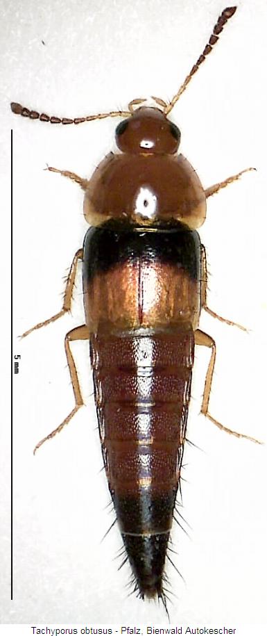 tachyporus_obtusus_hab.jpg
