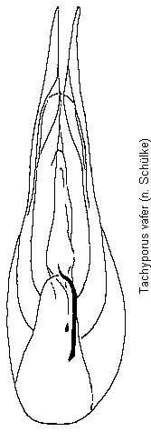 tachyporus_vafer.gif