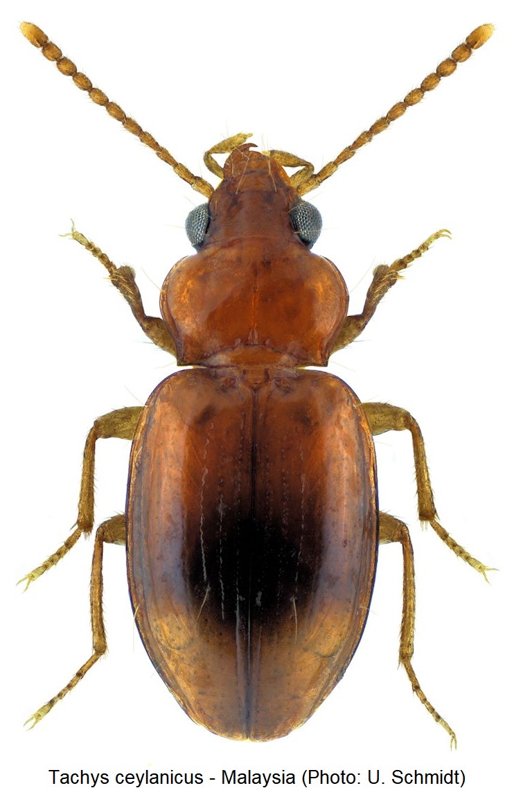 tachys_ceylanicus_hab.jpg