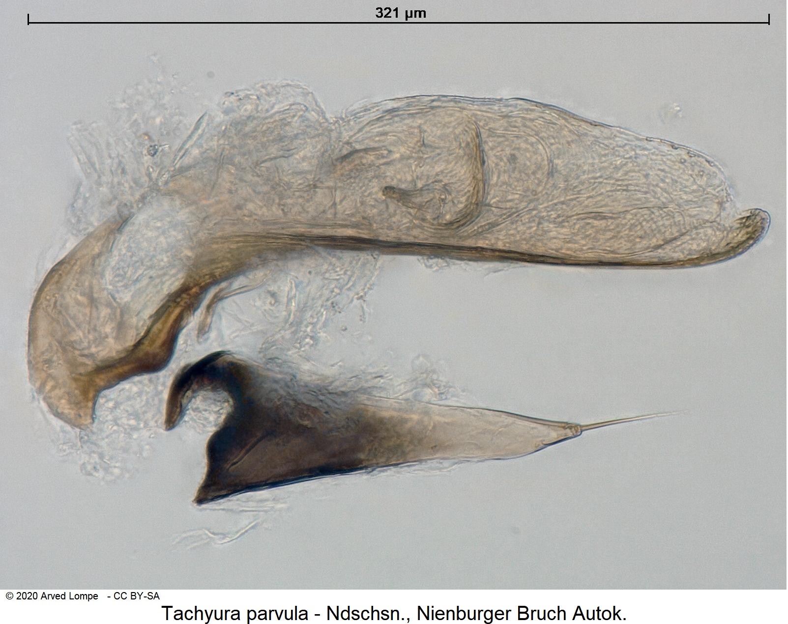 tachyura_parvula1.jpg