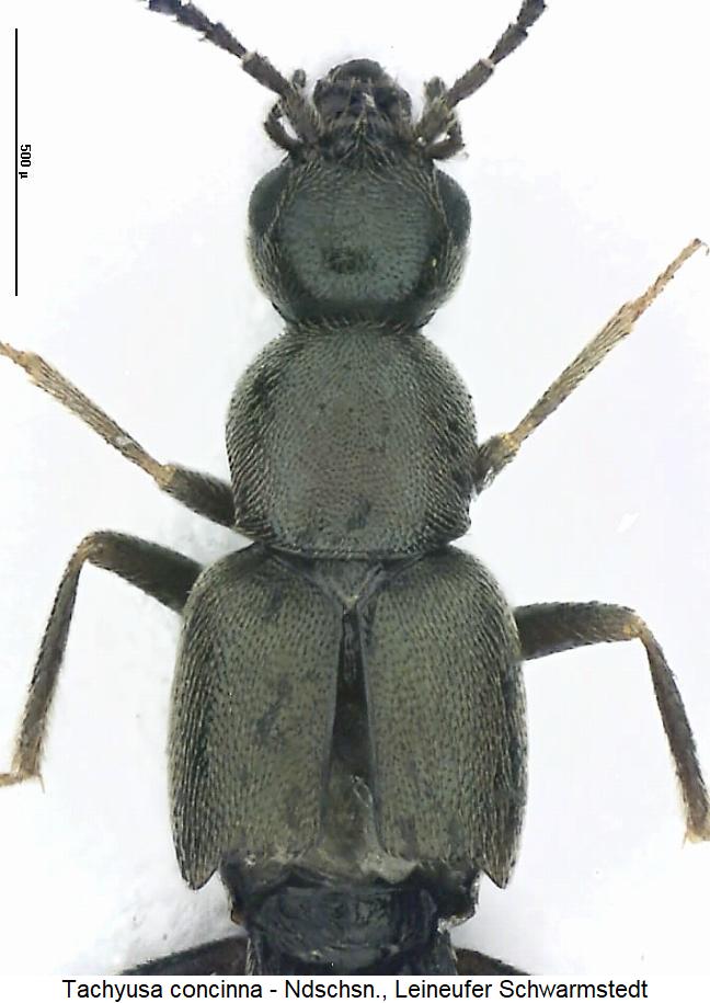 tachyusa_concinna_vk.jpg
