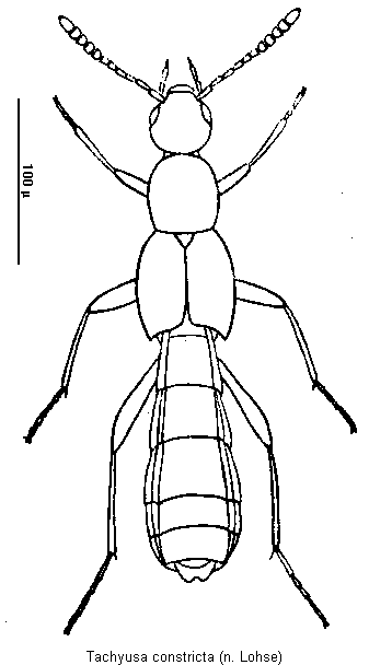 tachyusa_constricta_hab.gif